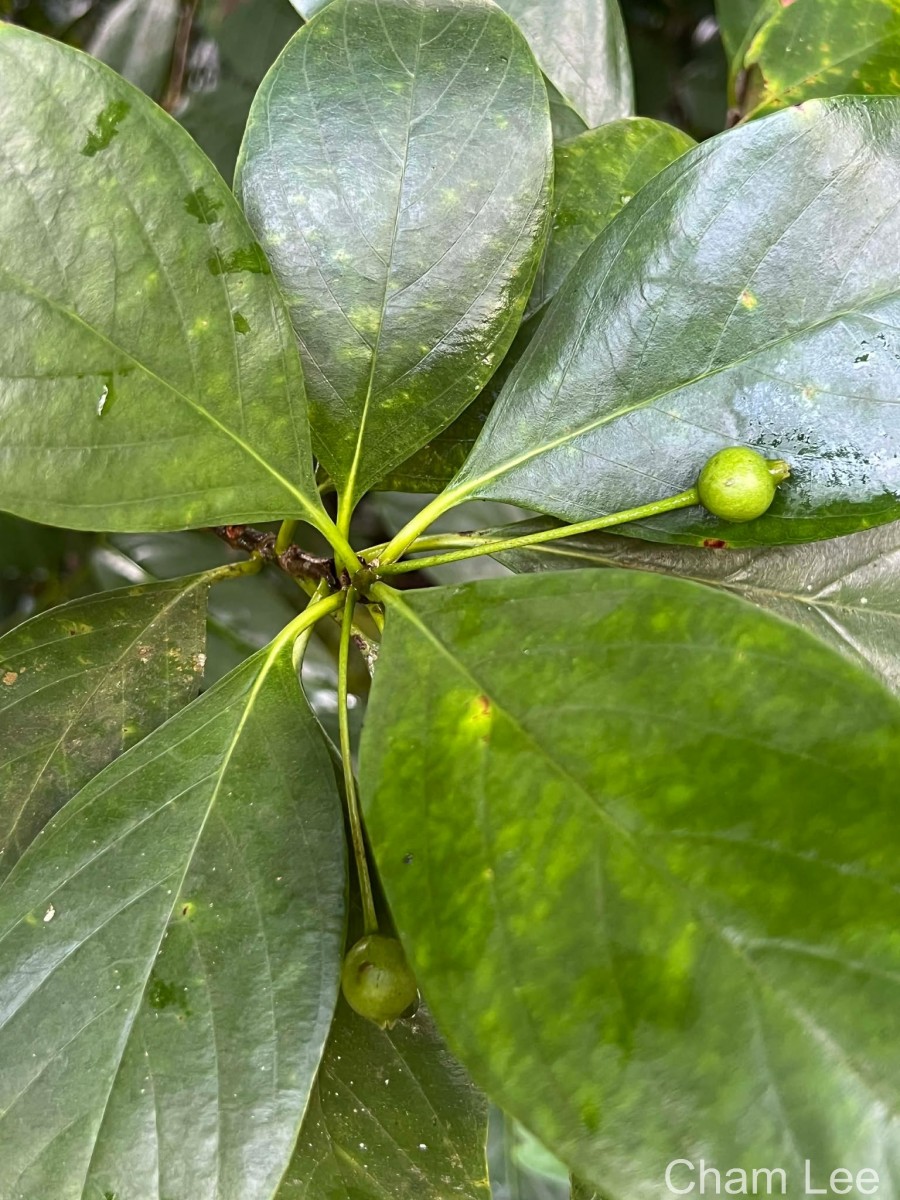 Timonius flavescens (Jacq.) Baker